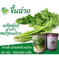 ราคา ขึ้นฉ่าย ~ 100,000 เมล็ด 65 กรัม (Chinese​ Celery)​ #คึ่นฉ่าย #คึ่นช่าย #ขึ้นช่าย #คื่นฉ่าย (5042084512)