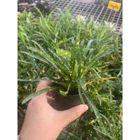 ราคา โกศลแซ่ม้า ต้นโกศลแซ่ม้า ไม้มงคล สวยๆ กระถาง 3 นิ้ว ขั้นต่ำ 2 ต้น (9715887743)