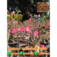 ราคา สั่งขั้นต่ำ 20 บาท เมล็ดชวนชม ชฎาเพชร เพชรบ้านนา ราชินีพันดอก ยักษ์ญี่ปุ่น แดงอุดมทรัพย์ (6478637652)