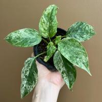 ราคา กวักพระพรหมป่าด่าง กวักพระพรหม ด่าง (Schismatoglottis Wallichii Variegated) (26762488502)