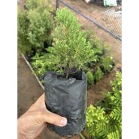 ราคา ต้นกล้าสนมังกรขนาดเล็ก (44366687366)