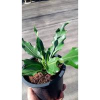 ราคา ต้นพลังเจ้าสัว ต้นบัลลังก์เจ้าสัว ต้นเจ้าสัวมหาเศรษฐี ต้นไม้มงคล กระถาง 4นิ้ว ต้นละ 139บาท (8980281571)