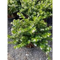 ราคา ต้นหลิวไต้หวัน ต้นหลิวดอกสีขาว ไม้มงคล (กระถาง 6 นิ้ว) ออกดอกตลอดปี เลี้ยงง่าย (27479302981)