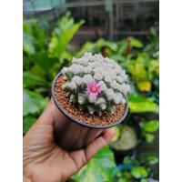 ราคา กระบองเพชร แคคตัส แมมอิรุซามุ (Mammillaria Erusamu) ขนาดกระถาง 3" พร้อมส่ง (23710083020)