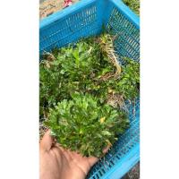 ราคา หญ้าไทเป หญ้าไม่ต้องตัด หญ้าจัดสวน หญ้าตกแต่งสวน เซต 2 กิโล 4 ตารางเมตร (28956890629)