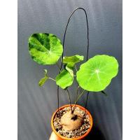 ราคา Stephania erecta craib | บัวบกโขดด่าง สนใจทักสอบถามได้นะคะ #Stephaniaerectacraib #บัวบกโขดด่าง (13211112241)