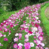 ราคา Color Cosmos Bonsai Seeds เมล็ดพันธุ์ ดาวกระจายคละสี ดอกคอสมอส (Mixed Cosmos Flower Seed) 100 เมล็ด คุณภาพดี (40566784108)