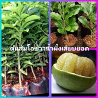 ราคา ต้นส้มโอขาวน้ำผึ้งกิ่งตอนขนาดต้น50-70ซม. (26813722345)