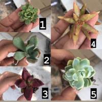 ราคา #กุหลาบหินนำเข้า #กุหลาบหิน (9140805619)