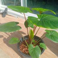 ราคา เสน่ห์จันทร์แดง เสน่ห์จันทร์ขาว เสน่ห์จันทร์เขียว ไม้มงคลส่งพร้อมกระถางดำ (4036549272)