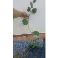 ราคา ต้นโฮย่า Hoya ต้นหัวใจทศกัณฑ์ ต้นไม้รูปหัวใจน่ารัก (10235034657)