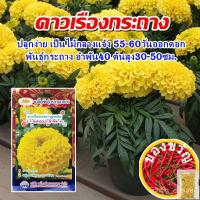 ราคา เมล็ดอวบอ้วน100%，ไทยในสต็อกพร้อมส่งเมล็ดดอกดาวเรืองกระถาง ลูกผสมอำพัน40 Marigold เมล็ดพันธุ์ดอกดาวเรือง เมล็ดดอกดาวเรือง (17192016677)