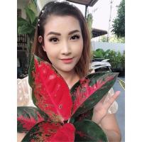 ราคา ต้นสุขสมใจปองแดงต้นโตๆกระถาง4-6นิ้ว#ไม้มงคล#อโกลนีมา (10948642537)