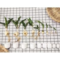 ราคา หอมทะเลทรายใบจุด ว่านรวยไม่เลิก ว่านเพชรฉลูกัณฑ์ ว่านรวยล้นฟ้า ในกระถางปูนเปลือย ปลูกแล้วรวย  (6480081930)