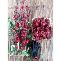 ราคา เมล็ดพันธุ์กระเจี๊ยบแดงซูดานคัดพิเศษเก็บธันวาคม2566 (16591522189)