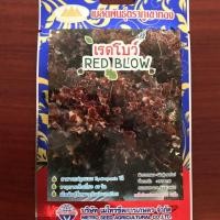 ราคา ผักกาดหอม พันธุ์เรดโบว์ ตราภูเขาทอง (1787191462)