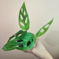 ราคา Monstera Adansonii Indonesian Marble พลูฉลุด่างอินโด พลูฉลุด่างอินโดนีเซีย พลูฉลุด่างมิ้นต์ (20287328479)