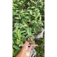 ราคา ต้นยูคาลิปตัส 10 ต้น พันธุ์เนื้อเยื่อยอดแดง(เพาะเมล็ด)โตไว สูง 30-40 ซม (40270291361)