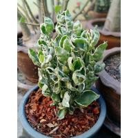 ราคา ต้นกวักเงิน กวักทอง. (44025964295)