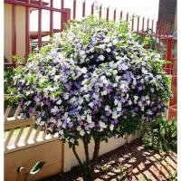 ราคา ต้นพุดสามสีต้นสูง 30-50 ซม.เป็นไม้พุ่ม มีกลีบดอก 5 กลีบ มีกลิ่นหอมตลอดวัน ออกดอกตลอดปี ต้นพร้อมปลูก (23869127568)