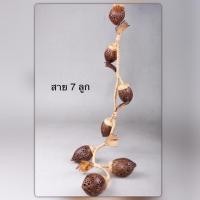 ราคา โคมไฟกะลามะพร้าว (โคมสาย7ลูก) (3807341117)