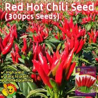 ราคา 100เมล็ด/ซอง เมล็ดพันธุ์ พริกจินดาแดง Hot Chili Seeds Pepper Seeds Vegetable พริก เมล็ดพันธุ์ เมล็ดพันธุ์ พริกชี้ฟ้า (43324088957)