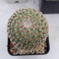 ราคา Cake Cactus Farm กระบองเพชร Mammillaria huitzilopochtli แมมมิลลาเรีย ฮุยต์ซิโลพอซต์ลี (5300423517)