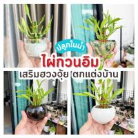 ราคา รวม ไผ่กวนอิม พร้อม กระถาง ((ปลูกในน้ำ)) เสริมฮวงจุ้ยบ้าน ต้นไผ่กวนอิม ไม้มงคลประดับโต๊ะทำงาน วางบนโต๊ะทำงานได้ (15696237277)