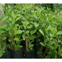 ราคา ต้นหนานเฉาเหว่ย ต้นป่าช้าเหงา ในถุงชำ (41608408348)