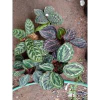 ราคา (เซต5ต้น) คล้านกยูงแดง,นกยูงเขียว นกคุ้ม,เงินไหลมา,แววมยุรา,นางพญาค้าทอง, (6845927921)