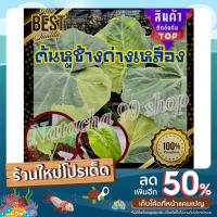 ราคา สินค้ามาแรงติดอันดับ1บอนหูช้างด่างเหลือง #บอนหูช้างลุ้นด่างต้นแม่ด่าง #ขายแบบต้นเบบี๋สวยๆ #ใบแข็งแรง (1ต้น/แพ็ค) (17260877663)