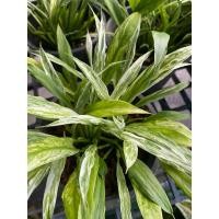 ราคา เดหลีด่างแคระ เดหลีด่าง กระถาง 6 นิ้ว พุ่มด่างสวยมาก (8275484545)