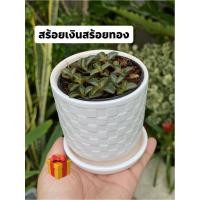 ราคา ต้นสร้อยเงินสร้อยทองไม้มงคลฟอกอากาศ (9823316258)