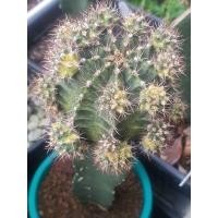 ราคา หน่อเด็ดสด ยิมโนด่างโคลนมีชื่อ มะละกอดิบ (11563435677)