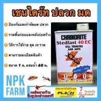 ราคา เชนไดร้ท์ปลวก สเตดฟาส chaindrite 40 อีซี ขนาด 1 ลิตร กำจัดและป้องกัน ปลวก มด และแมลงใต้ดิน ราดพื้น (22564971482)