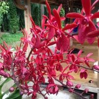 ราคา 2 ต้น ต้นกล้วยไม้สกุลช้าง กล้วยไม้ช้างแดงชุมพร พร้อมกระถาง 2 นิ้ว (4064703322)