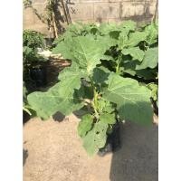 ราคา ต้นกล้ามะเขือม่วงลิง พร้อมปลูก กล้าละ 10 บาท (8940970429)