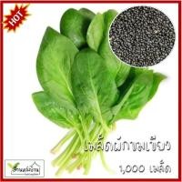 ราคา 1,000 เมล็ด ผักโขมใบเขียว เมล็ดผักโขมใบเขียว เมล็ดผักขม (25913253968)