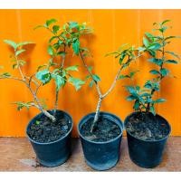 ราคา บอนไซ เชอรี่แคระ เซ็ท 3 ต้น 100 บาท (25283062119)