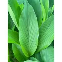 ราคา ใบกระชายสด 1 ชุดมี 50ใบ ราคชุดละ59 บาท (21089190449)