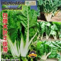 ราคา 150+ เมล็ด เมล็ดสวิสชาร์ตสีขาว (ก้านใบสีขาว ใบสีเขียว ปลูกง่ายทนแดดจัด ใบใหญ่สวย ทานอร่อย เหมือนผักกาดบ้านเรา) (19491778697)