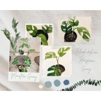 ราคา มอนสเตอร่า​ จินนี่​ Monstera​ Ginny​ มอนสเตอร่าสายเลื้อย​ มอนสเตอร่าพันธ์ุเล็ก​ รากเดินดี​แข็งแรงทุกต้น​ (ล็อตใหม่)​ (12129783681)