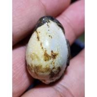 ราคา เบี้ยแก้ หลวงพ่อนุ่ม วัดนางใน อ.วิเศษชัยชาญ จังหวัดอ่างทอง (40862421430)