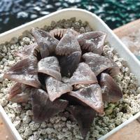 ราคา ฮาโวเทีย Haworthia Atrofasca (4440079052)