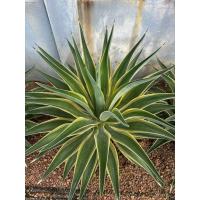 ราคา อากาเว่ปากนกแก้วด่างขอบเหลือง อากาเว่ เดสเมททีอาน่า มาร์จินาต้า Agave desmettiana marginata หรือว่านมหาบัวด่างขอบเหลือง (40517474445)