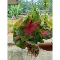 ราคา บอนสีช้างเผือกใบบัว กดใหญ่ฟอร์มสวยหัวใหญ่ (ส่งทั้งต้น) (27708796678)