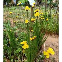 ราคา ดอกกระถินทุ่ง,หญ้าบัว,ไม้ประดับ บรรจุกระถาง 4 นิ้ว (12722063720)