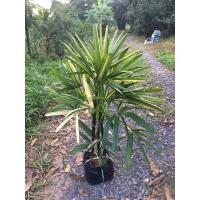 ราคา ต้นจั๋งด่างฟอร์มสวย ไม้ฟอกอากาศ (4593123635)