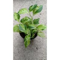 ราคา อินทรีย์็ด ใหม่็ด กวักราชินี กวักทอง นางกวัก นกน้อยนำโชคใบด่าง ไม้มหามงคล มหาโชคลาภ กวักเรียกเงินเรียกทอง กระถ ผักบุ้ (23935294700)