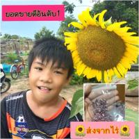 ราคา เมล็ดพันธุ์ทานตะวัน อะควอร่า6 ( 50เมล็ด)โชว์ดอก,ปลูกประดับสวยงาม จัดสวนล (6929421064)